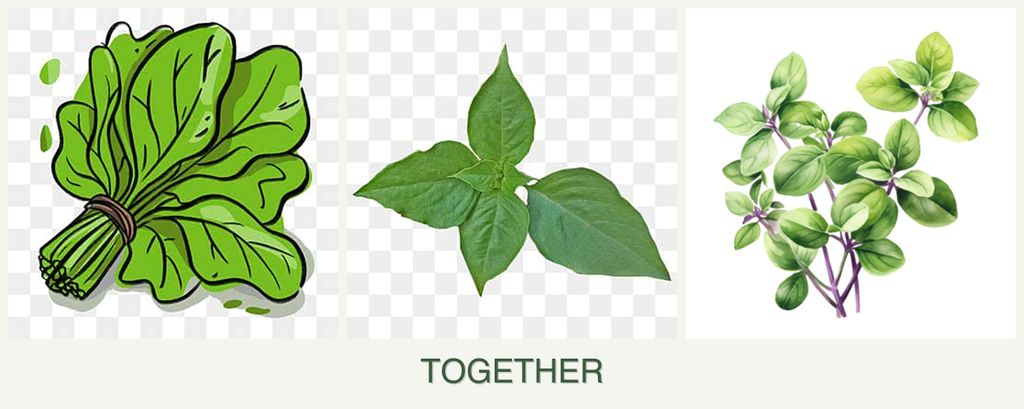 Can you plant spinach, basil and oregano together?