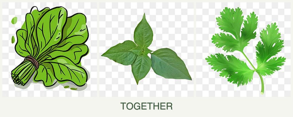 Can you plant spinach, basil and parsley together?