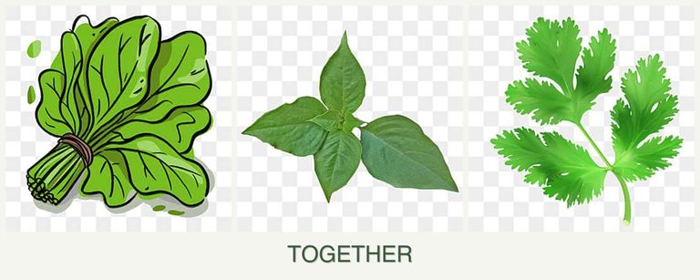 Can you plant spinach, basil and parsley together?