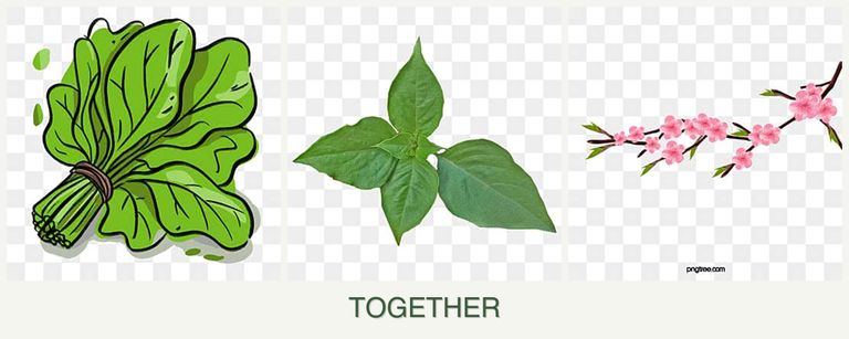 Can you plant spinach, basil and peaches together?