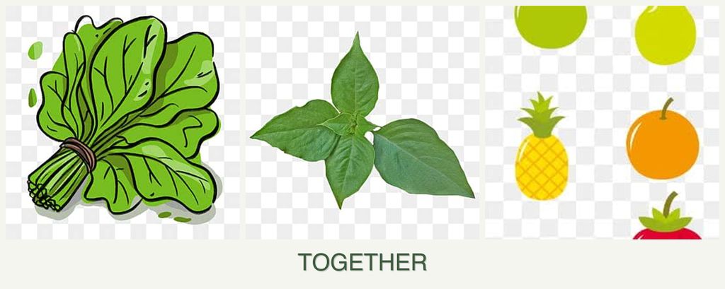 Can you plant spinach, basil and pears together?