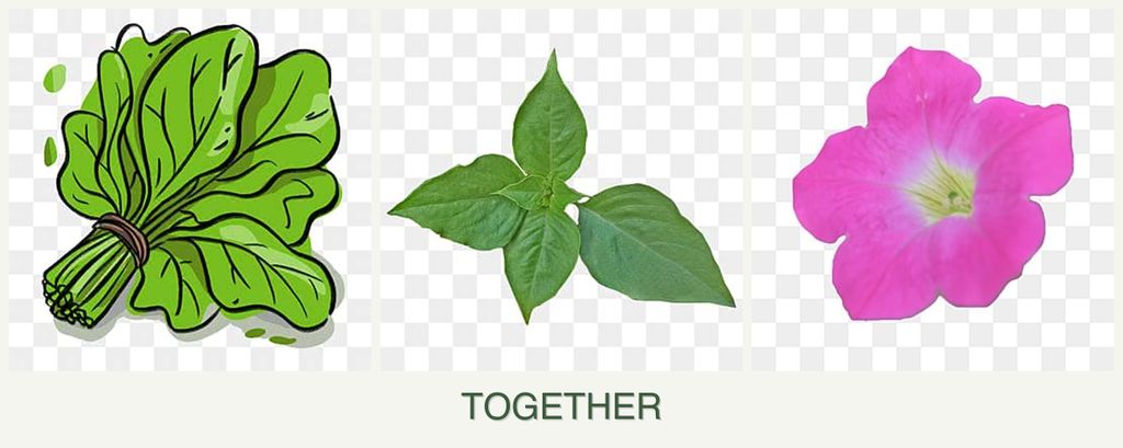 Can you plant spinach, basil and petunias together?