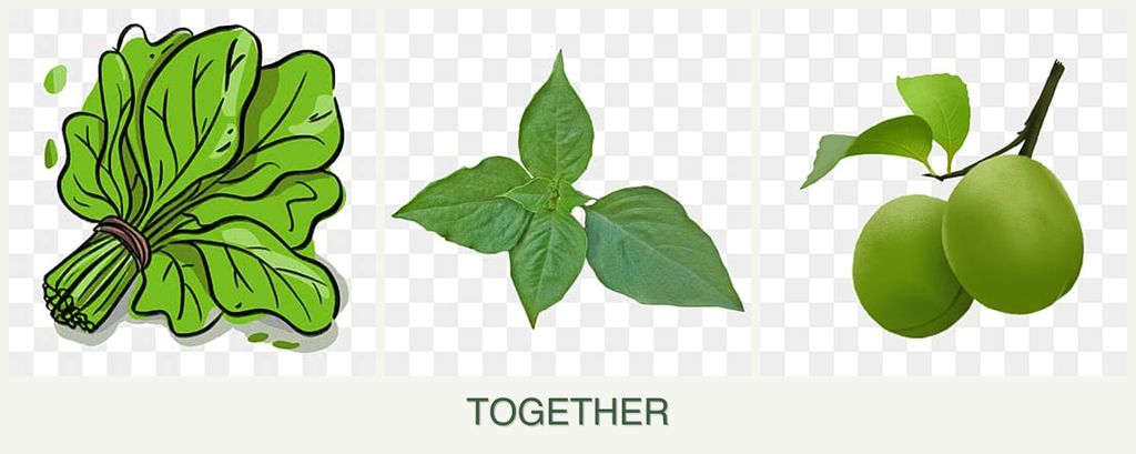 Can you plant spinach, basil and plums together?