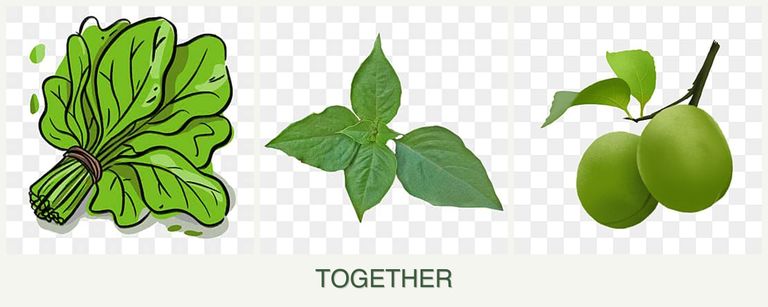 Can you plant spinach, basil and plums together?