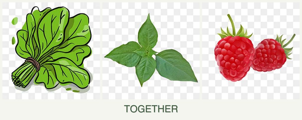 Can you plant spinach, basil and raspberries together?
