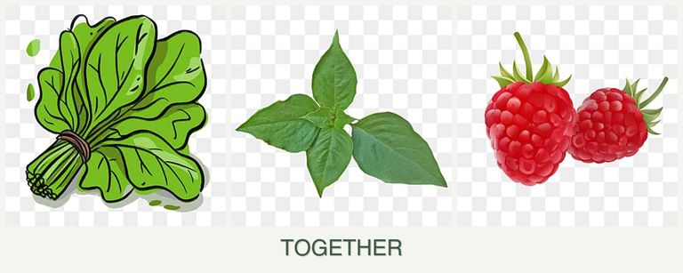 Can you plant spinach, basil and raspberries together?