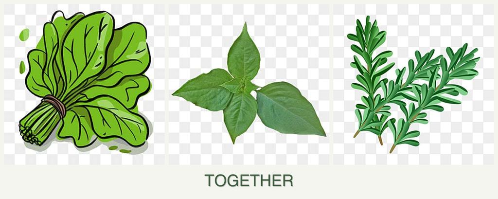 Can you plant spinach, basil and rosemary together?