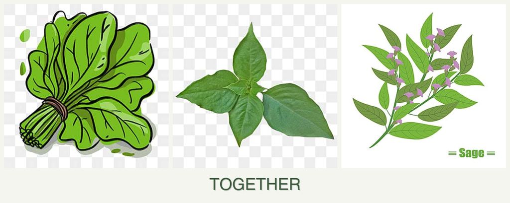 Can you plant spinach, basil and sage together?