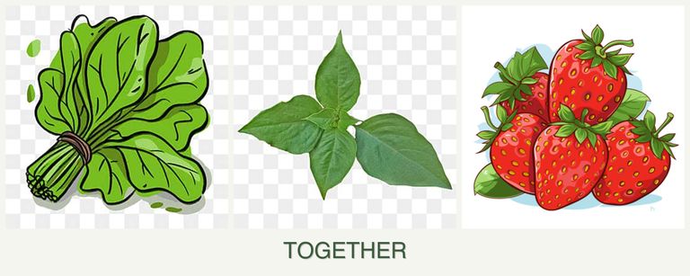 Can you plant spinach, basil and strawberries together?