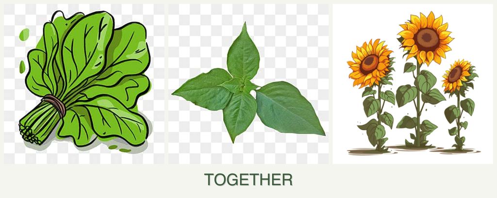 Can you plant spinach, basil and sunflowers together?