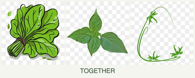 Can you plant spinach, basil and tarragon together?
