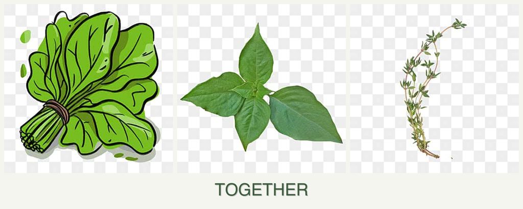 Can you plant spinach, basil and thyme together?