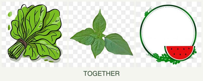 Can you plant spinach, basil and watermelons together?