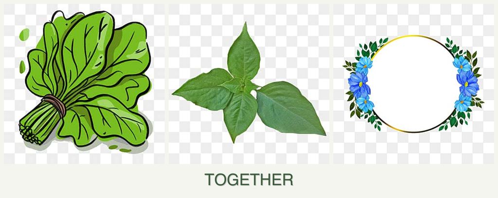 Can you plant spinach, basil and zinnias together?