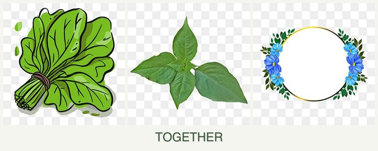 Can you plant spinach, basil and zinnias together?