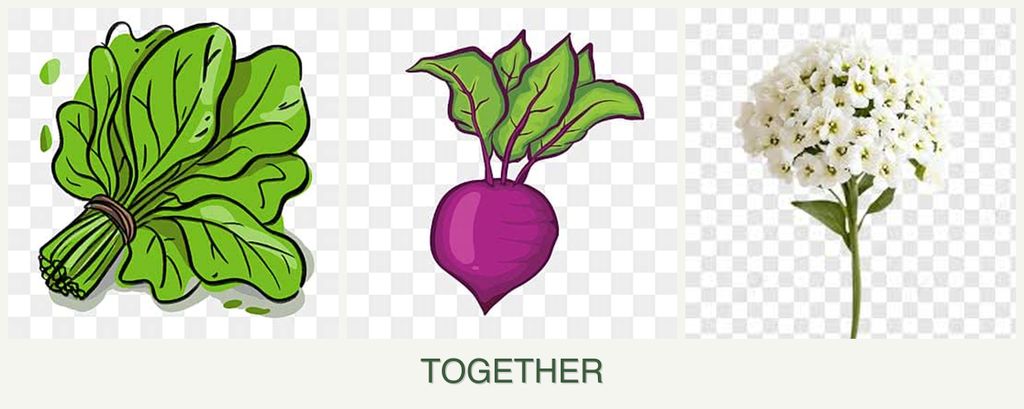Can you plant spinach, beets and alyssum together?