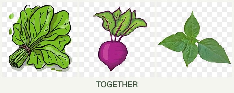 Can you plant spinach, beets and basil together?
