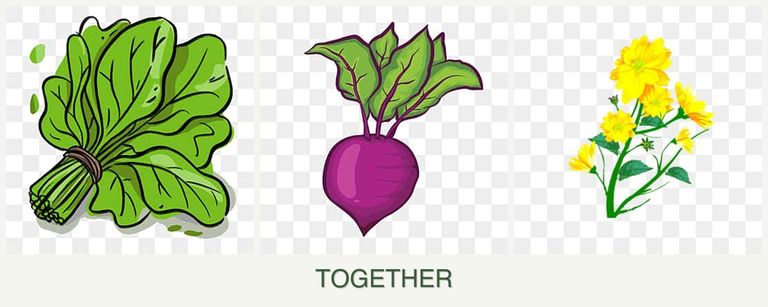 Can you plant spinach, beets and calendula together?