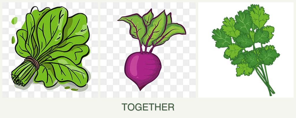 Can you plant spinach, beets and cilantro together?