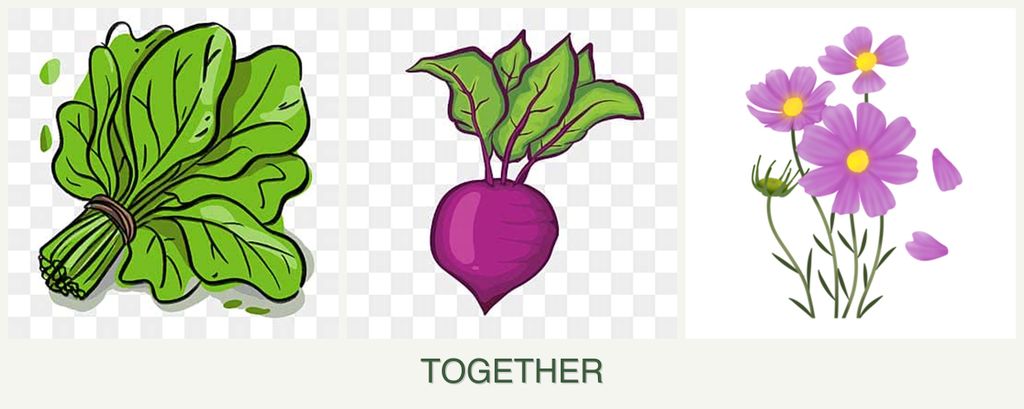Can you plant spinach, beets and cosmos together?