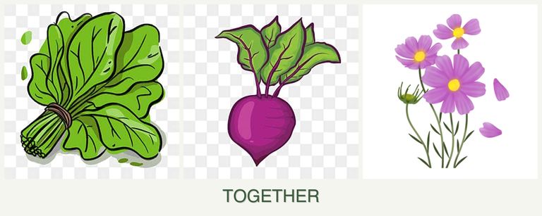 Can you plant spinach, beets and cosmos together?