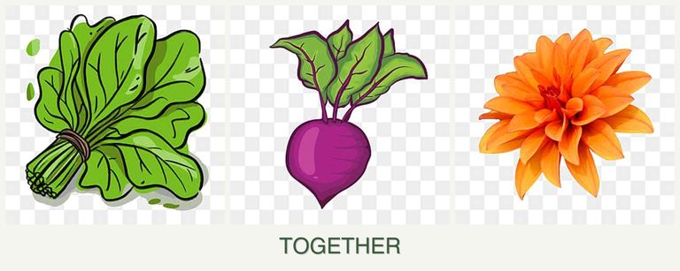 Can you plant spinach, beets and dahlias together?