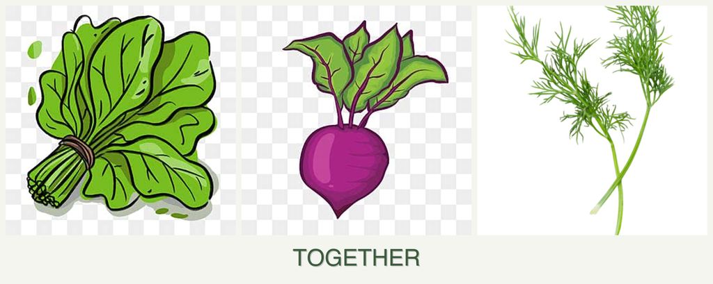 Can you plant spinach, beets and dill together?