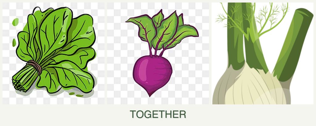 Can you plant spinach, beets and fennel together?