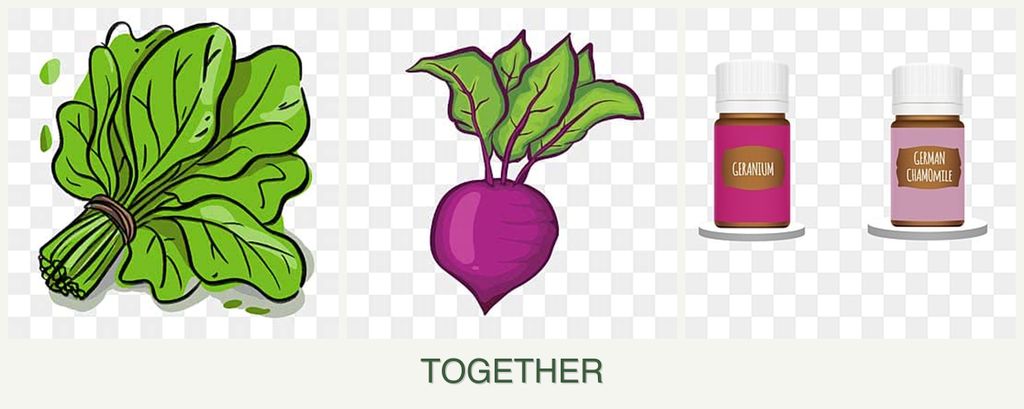 Can you plant spinach, beets and geraniums together?