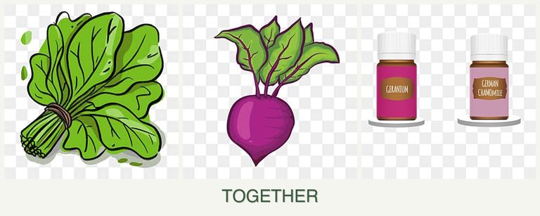 Can you plant spinach, beets and geraniums together?
