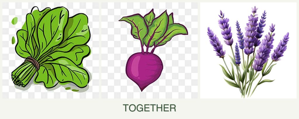 Can you plant spinach, beets and lavender together?