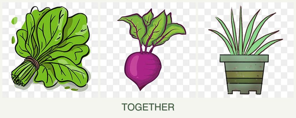 Can you plant spinach, beets and lemongrass together?