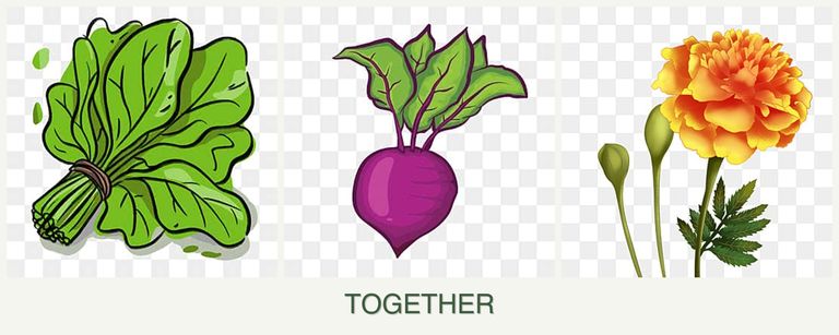 Can you plant spinach, beets and marigolds together?