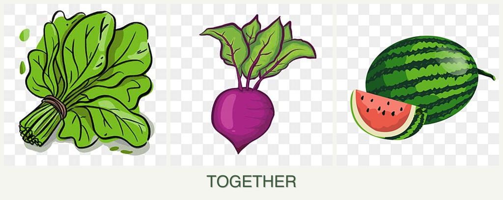 Can you plant spinach, beets and melons together?