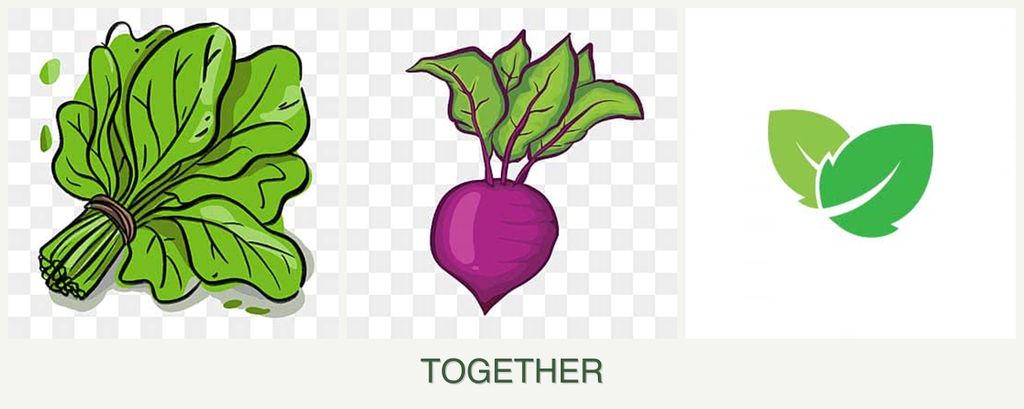 Can you plant spinach, beets and mint together?