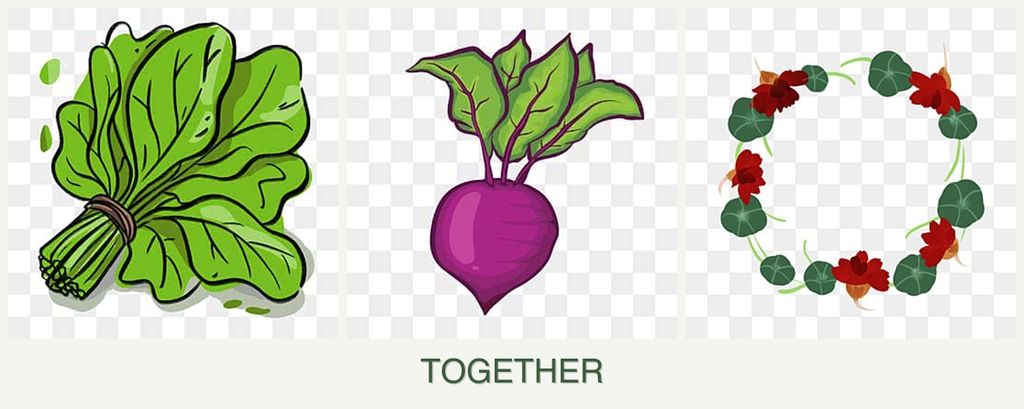 Can you plant spinach, beets and nasturtiums together?
