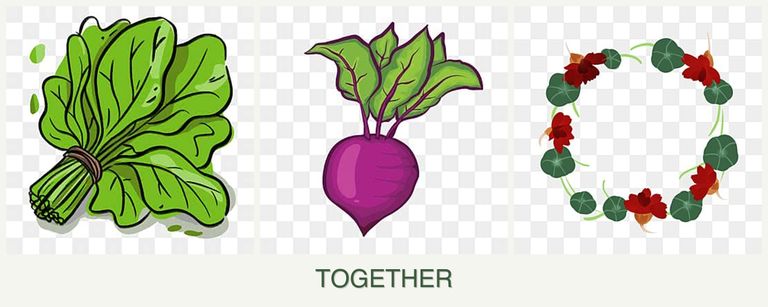 Can you plant spinach, beets and nasturtiums together?
