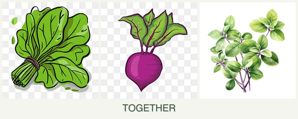 Can you plant spinach, beets and oregano together?