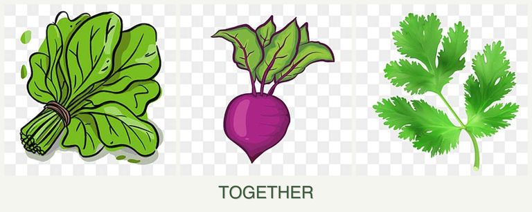 Can you plant spinach, beets and parsley together?