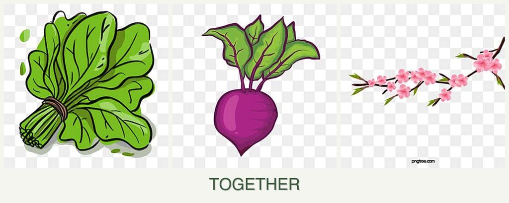 Can you plant spinach, beets and peaches together?