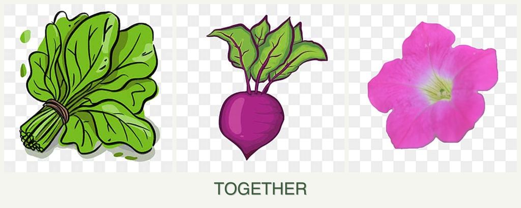 Can you plant spinach, beets and petunias together?