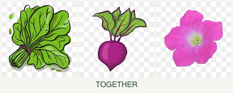 Can you plant spinach, beets and petunias together?