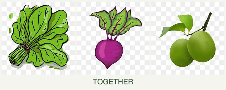 Can you plant spinach, beets and plums together?