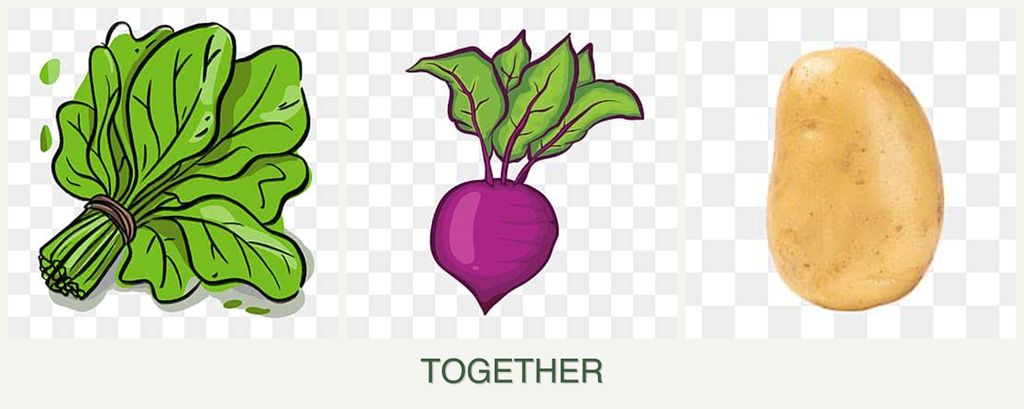 Can you plant spinach, beets and potatoes together?
