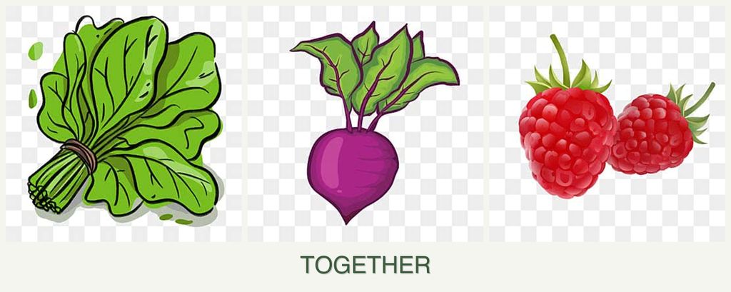 Can you plant spinach, beets and raspberries together?