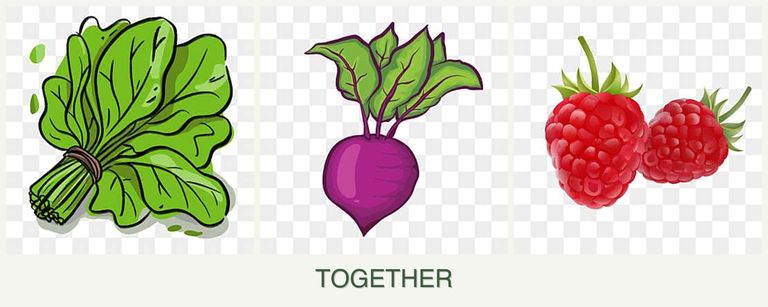 Can you plant spinach, beets and raspberries together?