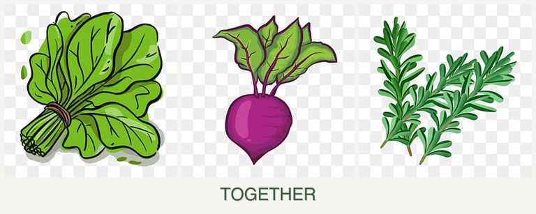 Can you plant spinach, beets and rosemary together?
