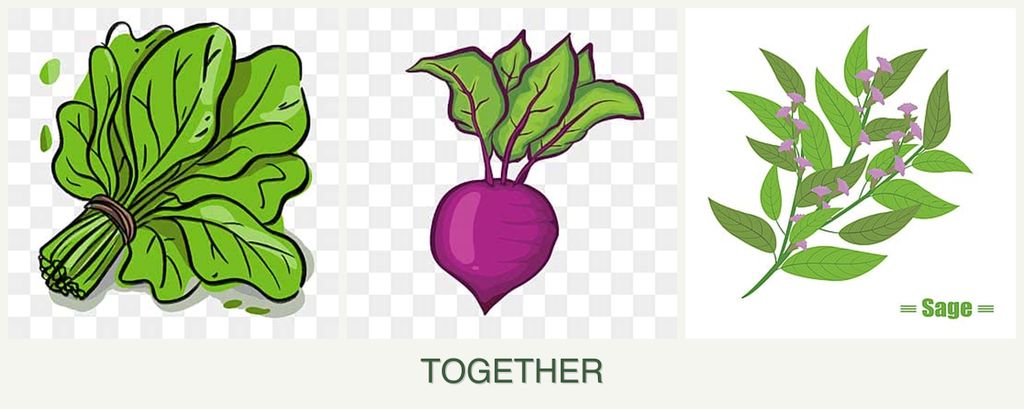 Can you plant spinach, beets and sage together?