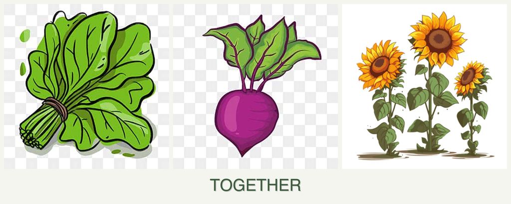 Can you plant spinach, beets and sunflowers together?