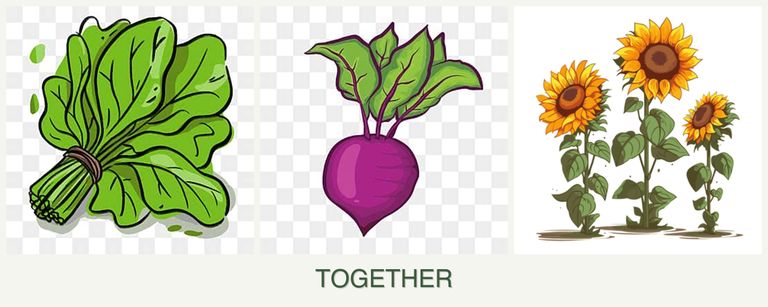 Can you plant spinach, beets and sunflowers together?